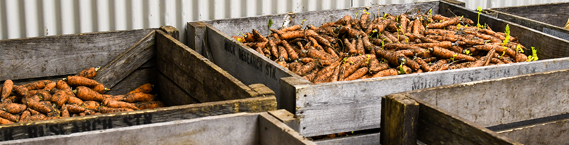 Two wooden pallet boxes filled with carrots
