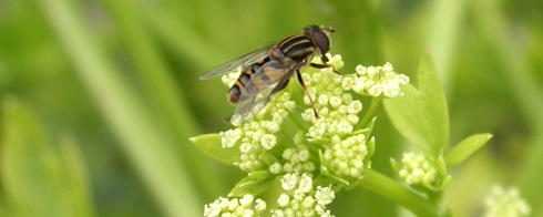 bug on carrot